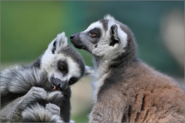 <p>LEMUR KATA (Lemur catta) ZOO Ústí nad Labem</p>